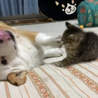 ベロを出しながら子猫を前足でよけるコーギー