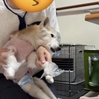 前足にラップを巻かれた犬