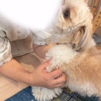 ママの顔をなめるkokoちゃん