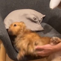 落ちそうなしまちゃん