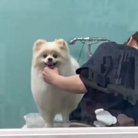 トリミング中の愛犬と…