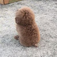 屋外で座る犬