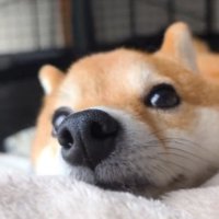 甘えん坊