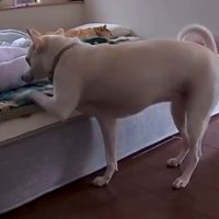 そっと前足をベッドにかける犬