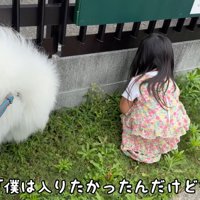 ドッグランの柵の前を歩く犬