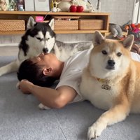 男性を囲んで座る柴犬とハスキー犬