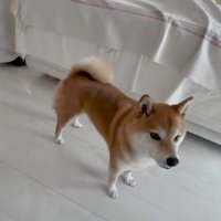 学校に行ったと聞いて、しょんぼり…