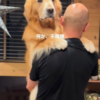 男性に抱っこされながら遠くを見つめる犬