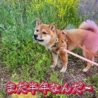 本当にまだ半年？