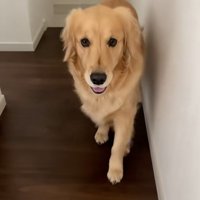 ついてきてるメルちゃん