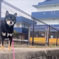 ご機嫌にお散歩していたはずなのに…