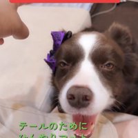 ひんやりマットをプレゼント