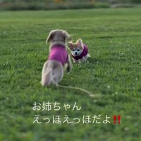 お散歩を楽しむさくらちゃん