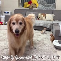 おからちゃんが立ち上がると…