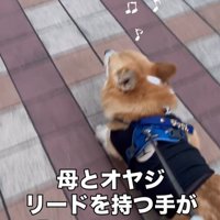 リードを持つ人が交代した時のジノくん3