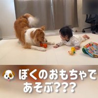 赤ちゃんを遊びに誘うまめ君