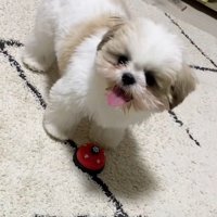 飼い主さんを見るよもぎくん