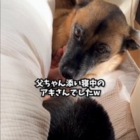 パパと添い寝する犬