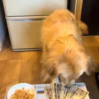 お金を触る犬