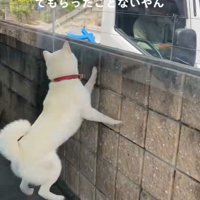 親戚のおじさんを見送るおもちちゃん8
