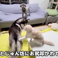 犬のお尻を叩く猫