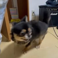 くるりと回る小型犬