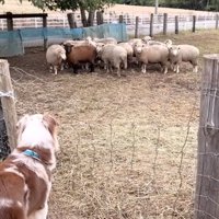 悲しいガルチェロくん