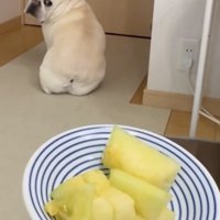 メロンを見ずに振り返る犬