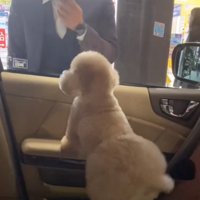 興奮気味の犬