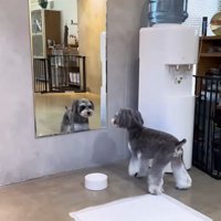 トリミング後のなぎちゃん⑩
