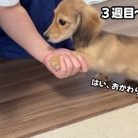 コマンドをみるみる習得♪