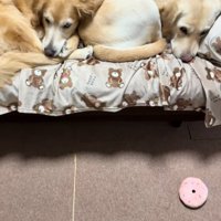 ソファーで眠る大型犬達