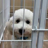 投稿者をジッと見つめる犬