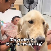 大型犬と赤ちゃん
