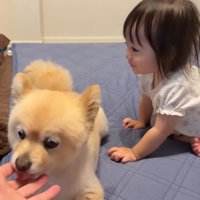 甘えん坊モードになってペロペロ