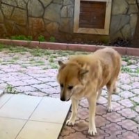 タイルの上に立っている犬