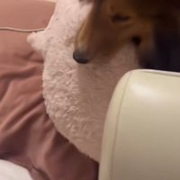 おもむろにポトン