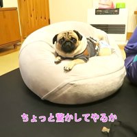 犬の鳴き真似をしてみたら…