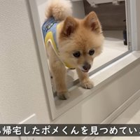 お散歩から帰ってきたポメくん
