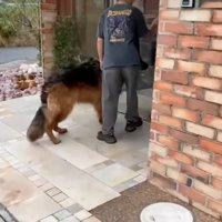扉の前で待つ犬