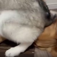 兄ちゃんの頭を踏んでる！！