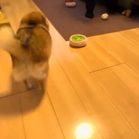 女性のところから男性がいる場所へ駆けて行く犬