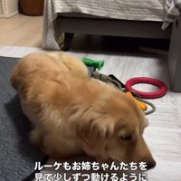 前に進もうとする大型犬