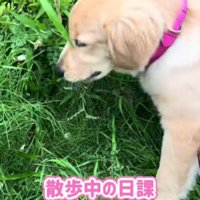 今では草むしりが日課に！