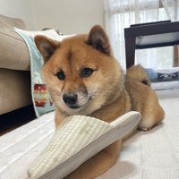 スリッパ