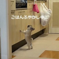 立ち上がるゴンちゃん