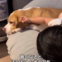 耳を触る赤ちゃん2