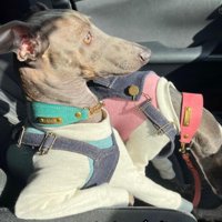 何かになりきり中…