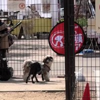 飼い主を探す犬