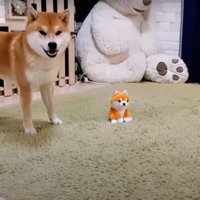 驚く柴犬